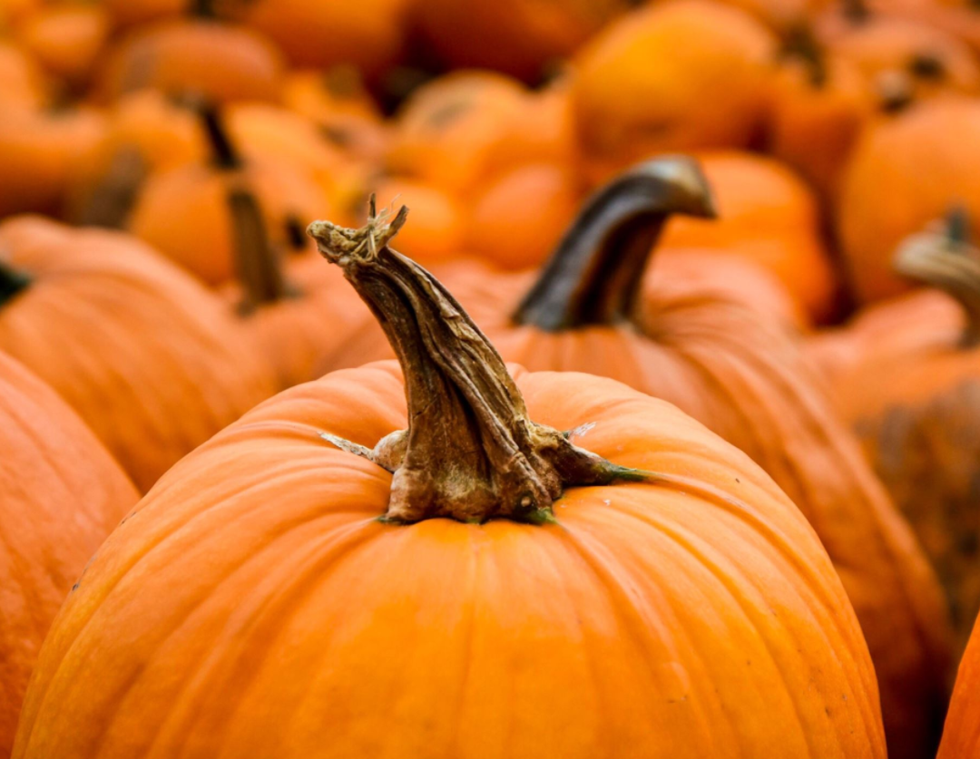 Pumpkin Flavored Yak Cheese Chew - made with REAL PUMPKIN Puree - Single Yak Chew Chief’s Treats and Pet Supplies
