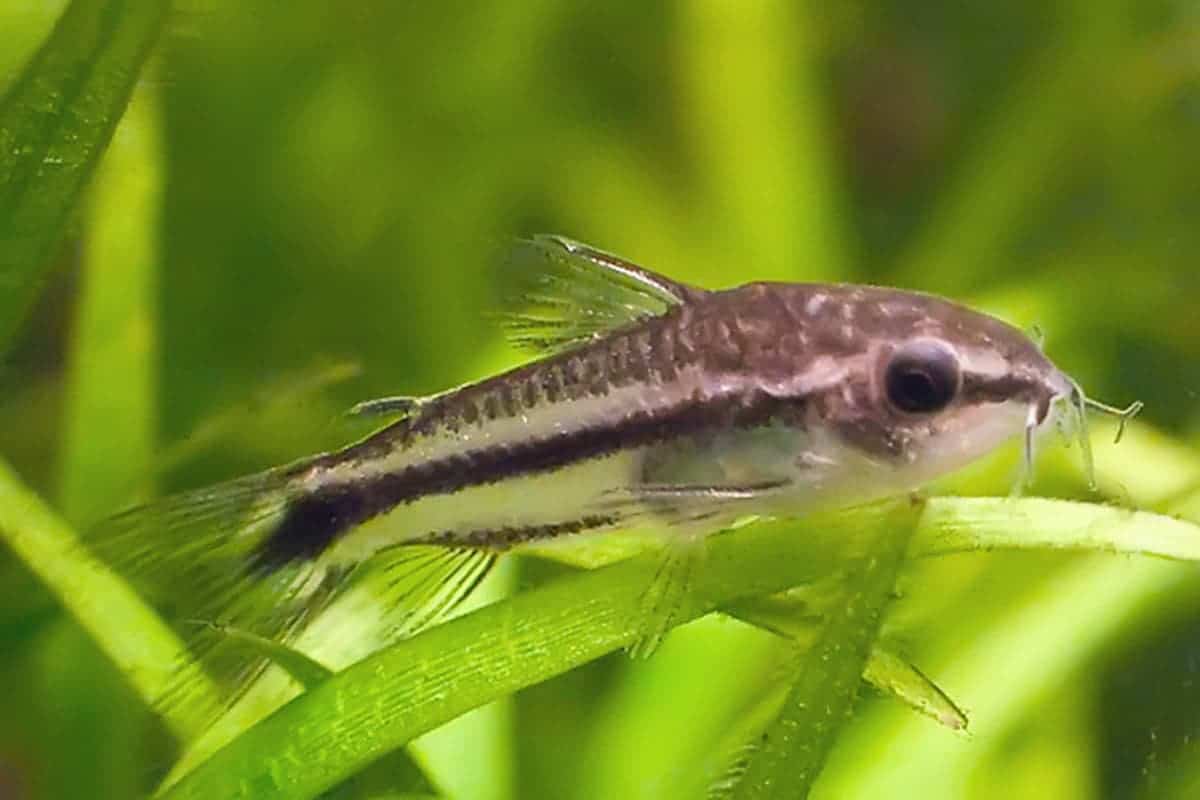 Pygmy Corydoras (Corydoras pygmaeus) CORY Danaqua Live Fish & More