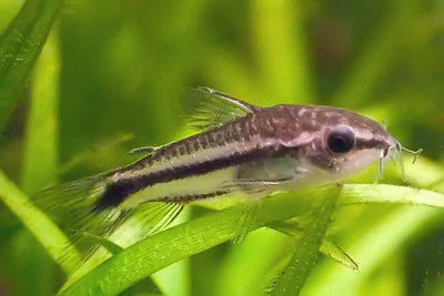 Pygmy Corydoras (Corydoras pygmaeus) CORY Danaqua Live Fish & More
