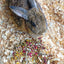 Just The Herbs: Herbal Bedding For Rabbits, Guinea Pigs, Chinchillas, & Hamsters Dahlia Pets