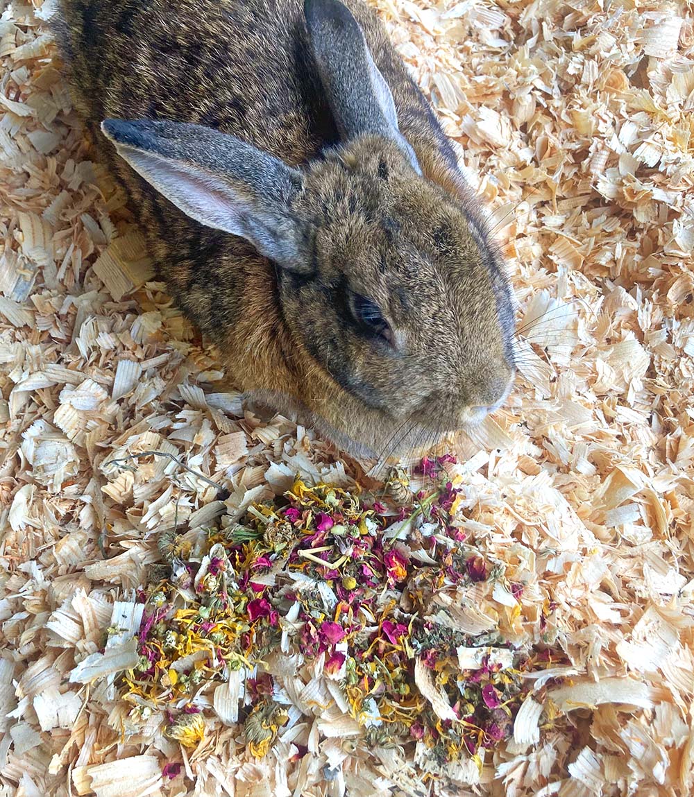 Just The Herbs: Herbal Bedding For Rabbits, Guinea Pigs, Chinchillas, & Hamsters Dahlia Pets