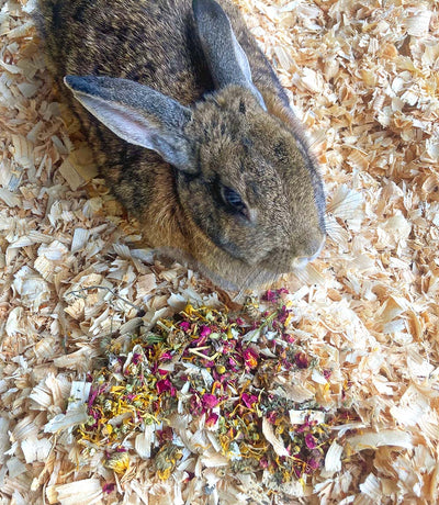Just The Herbs: Herbal Bedding For Rabbits, Guinea Pigs, Chinchillas, & Hamsters Dahlia Pets