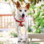 Red Freedom No-Pull Dog Harness 2 Hounds Design