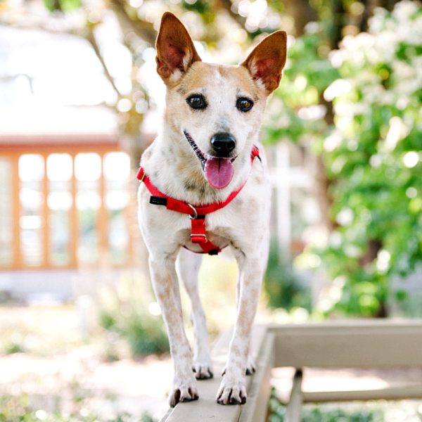Red Freedom No-Pull Dog Harness 2 Hounds Design