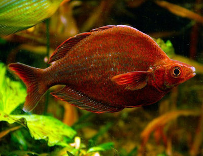Red Rainbowfish (New Guinea Rainbowfish) RAINBOW Danaqua Live Fish & More