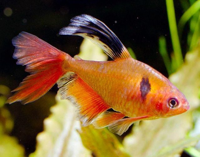 Serpae Hi-Fin Tetra PACK OF 6 TETRA Danaqua Live Fish & More