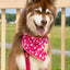 Red Mountain Syrah Dog Bandana bandana Aria the Fox