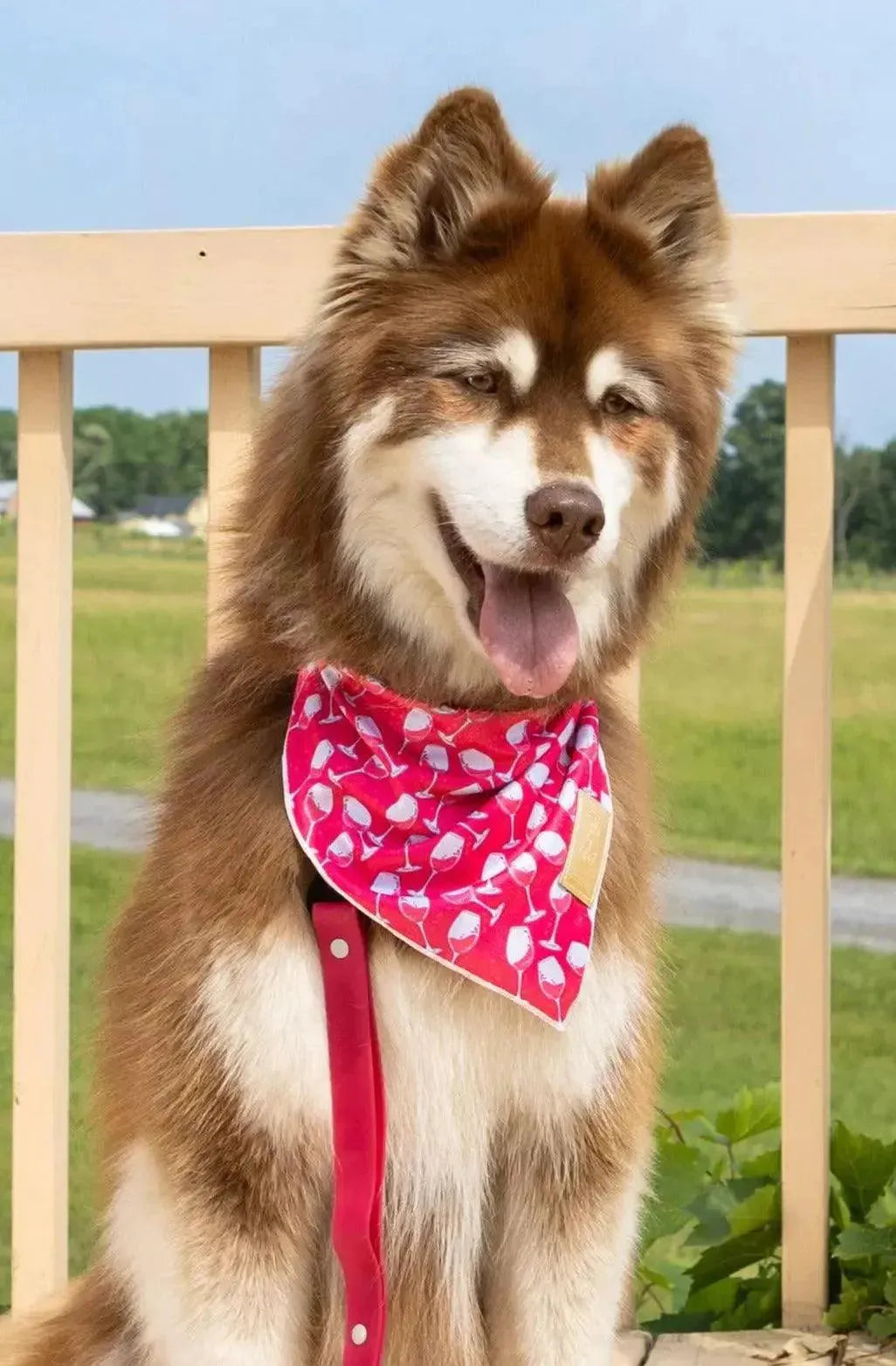 Red Mountain Syrah Dog Bandana & Matching Keychain bandana Aria the Fox