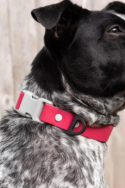 Red Mountain Syrah Waterproof Dog Collar Collar Aria the Fox