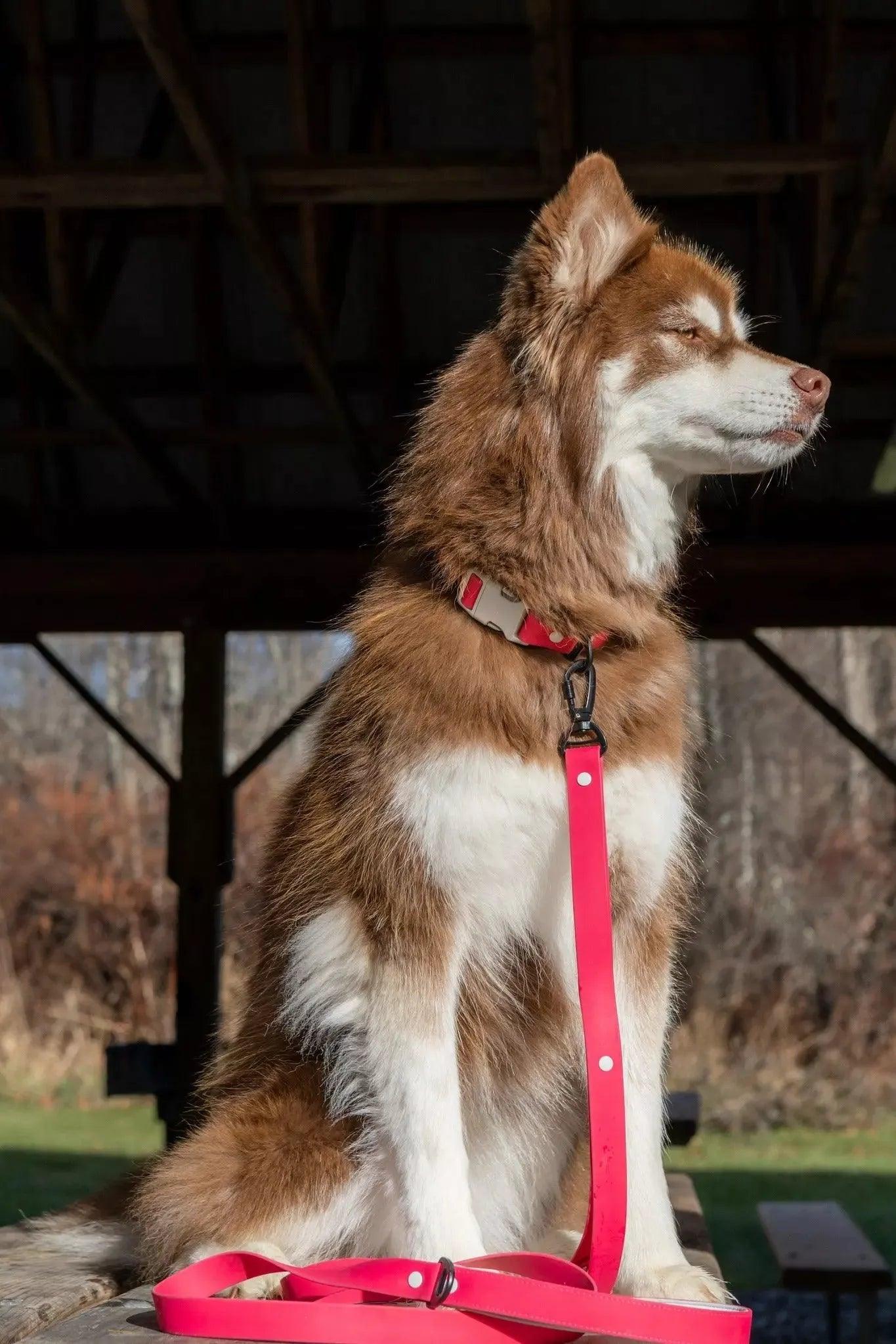 Red Mountain Syrah Waterproof Dog Collar Collar Aria the Fox