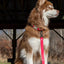 Red Mountain Syrah Waterproof Dog Leash Leash Aria the Fox