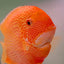 Red Spot Severum AMERICAN CICHLID Danaqua Live Fish & More