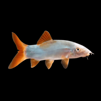COLORED BOTIA (LOACH) LOACH Danaqua Live Fish & More