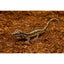 ReptiEarth Fine Coconut Fiber Mix; Ready to Use Substrate ReptiChip LLC