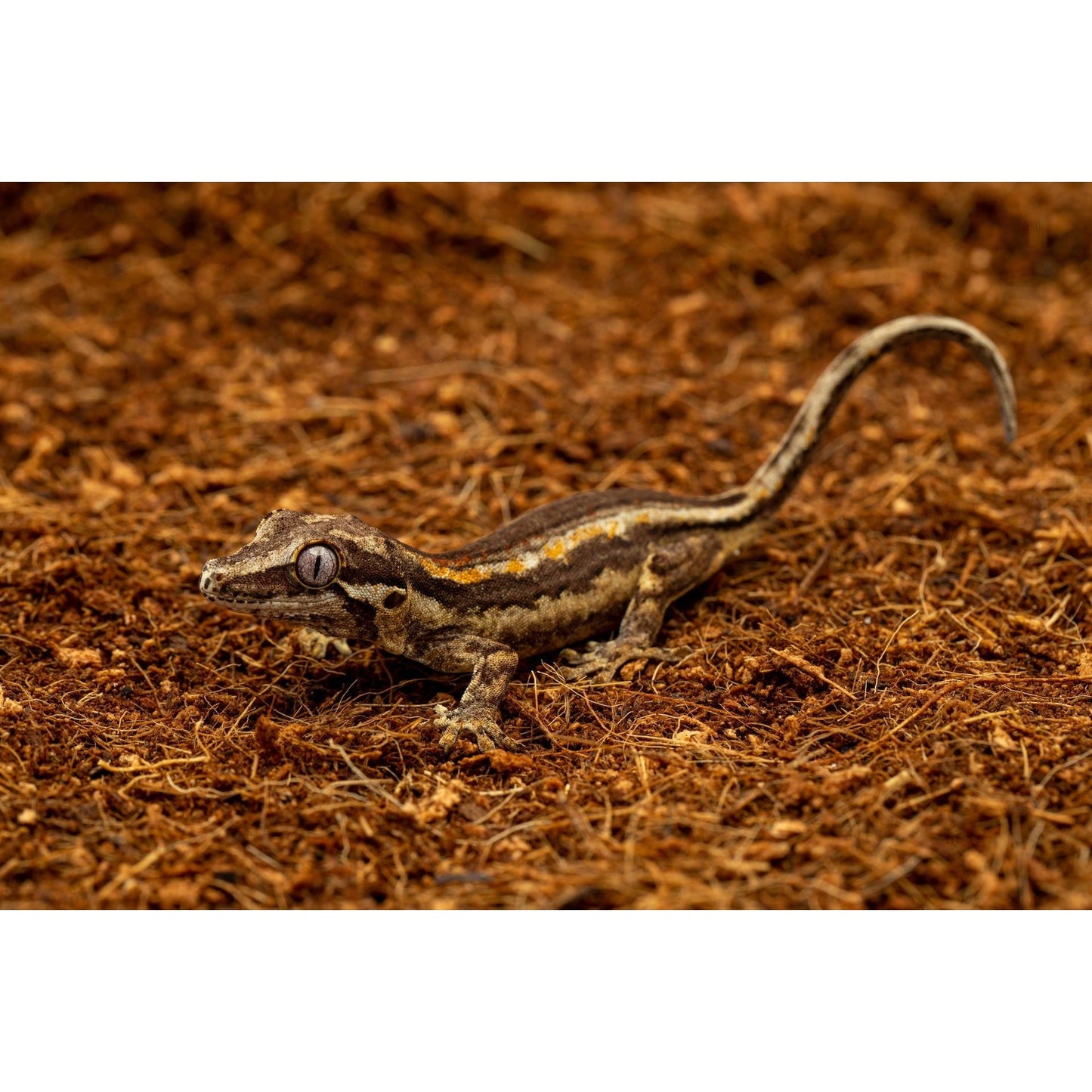 ReptiEarth Fine Coconut Fiber Mix; Ready to Use Substrate ReptiChip LLC