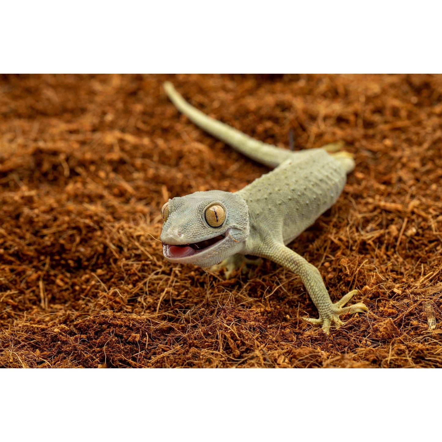 ReptiEarth Fine Coconut Fiber Mix; Ready to Use Substrate ReptiChip LLC