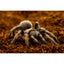 ReptiEarth Breeder Blocks and Bundles Substrate ReptiChip LLC