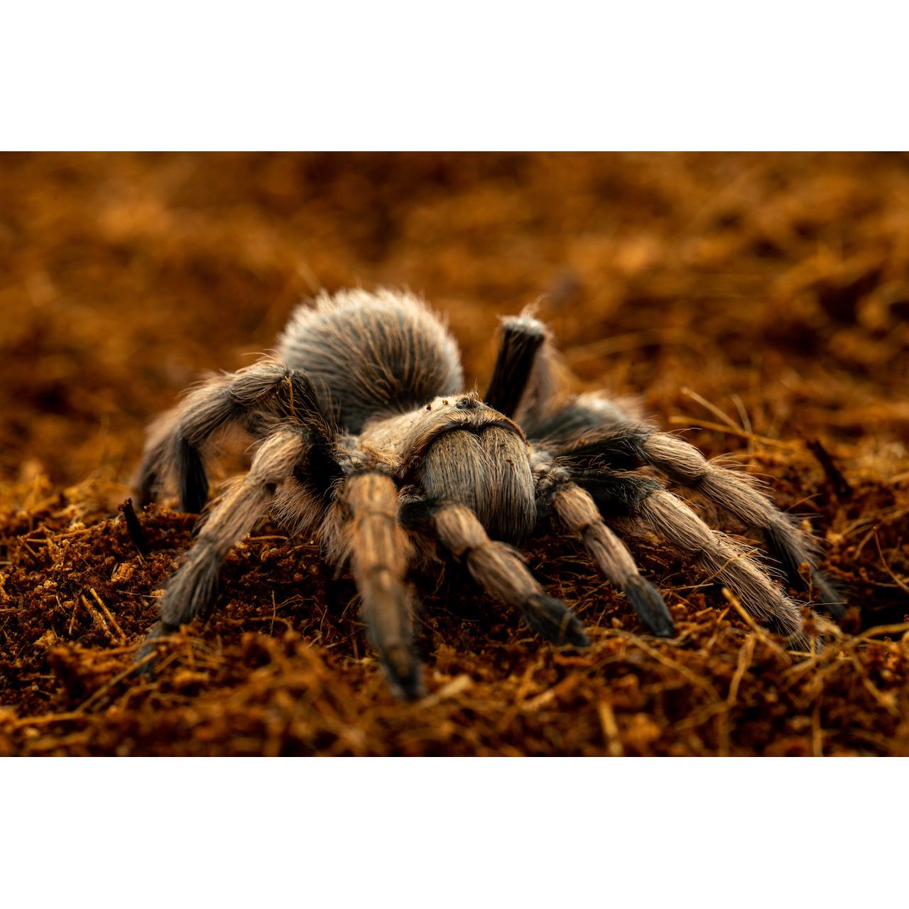 ReptiEarth Breeder Blocks and Bundles Substrate ReptiChip LLC