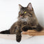 The Roman - A Wall Mounted Cat Scratcher Tree Cat Condo Catastrophic Creations