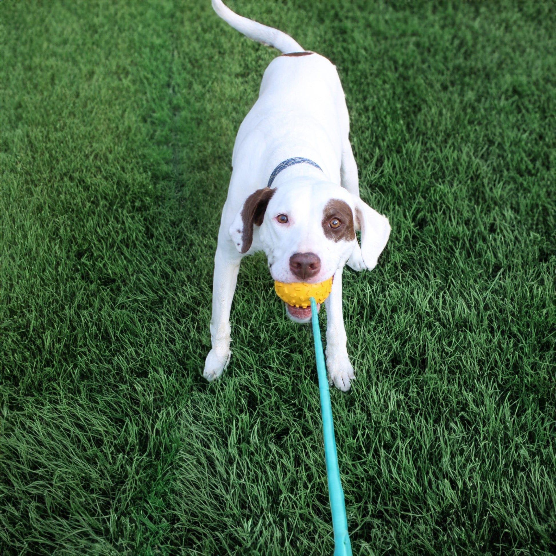 Mako Treat n Chew Rope Toy Dog Toys Alpha Pak