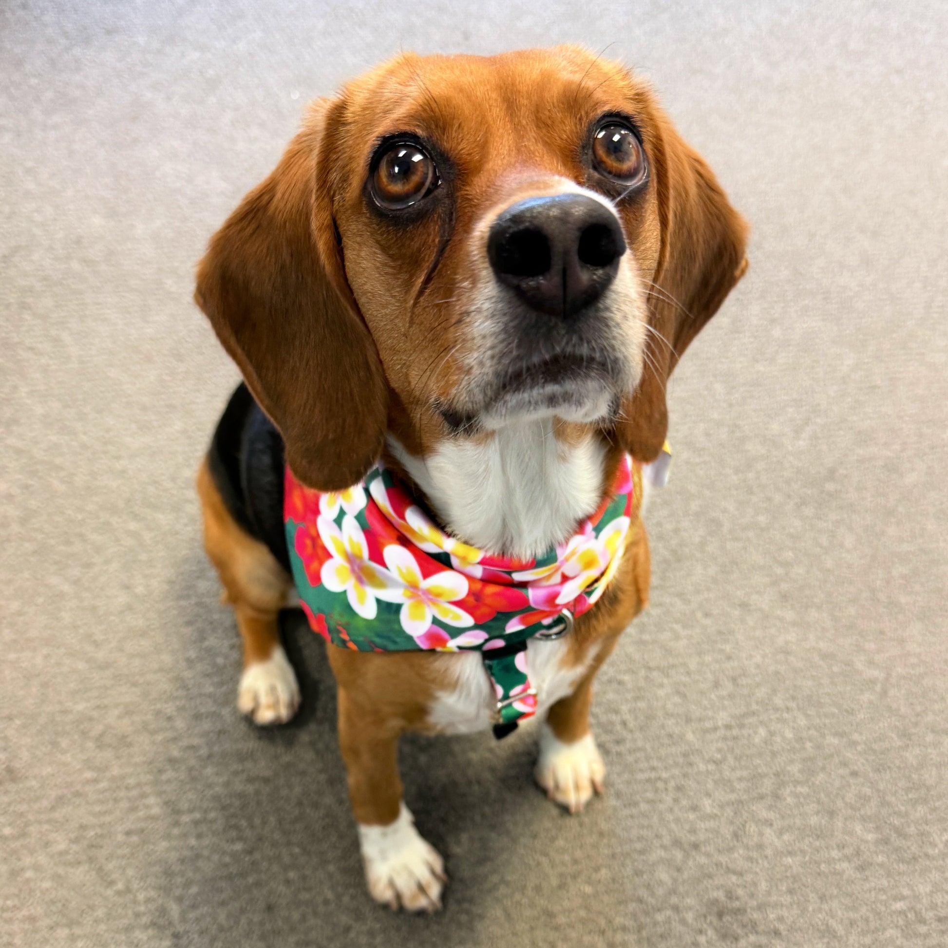 Aloha Dog Bandana 2 Hounds Design