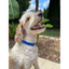 Cobra Braid in Royal Blue - Handmade Dog Collar Handmade Braided Collars Pawsh Pup Co.
