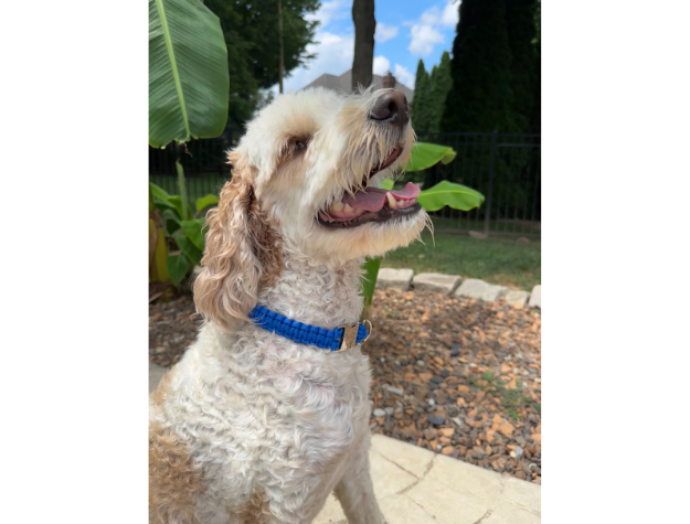 Cobra Braid in Royal Blue - Handmade Dog Collar Handmade Braided Collars Pawsh Pup Co.