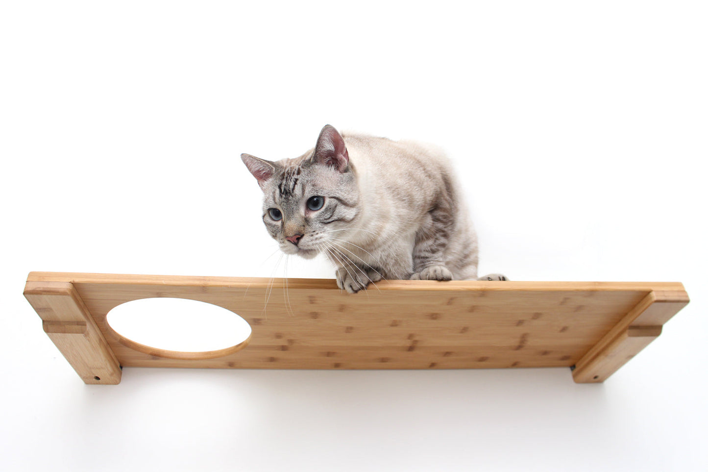Wall Mounted Cat Shelf Cat shelves/bed Catastrophic Creations