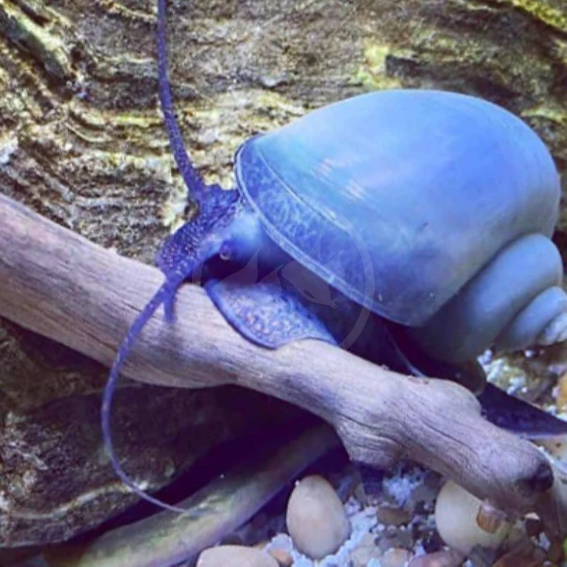 Blue Mystery Snails (Pomacea bridgesii) SNAIL Danaqua Live Fish & More