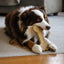 Bone eChew Ultra Durable Nylon Dog Chew Toy for Aggressive Chewers | USA Made Nylon Dog Toys SodaPup/True Dogs, LLC