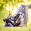 Fish Bone Nylon Dog Toy for Aggressive Chewers | USA Made | SodaPup Nylon Dog Toys SodaPup/True Dogs, LLC
