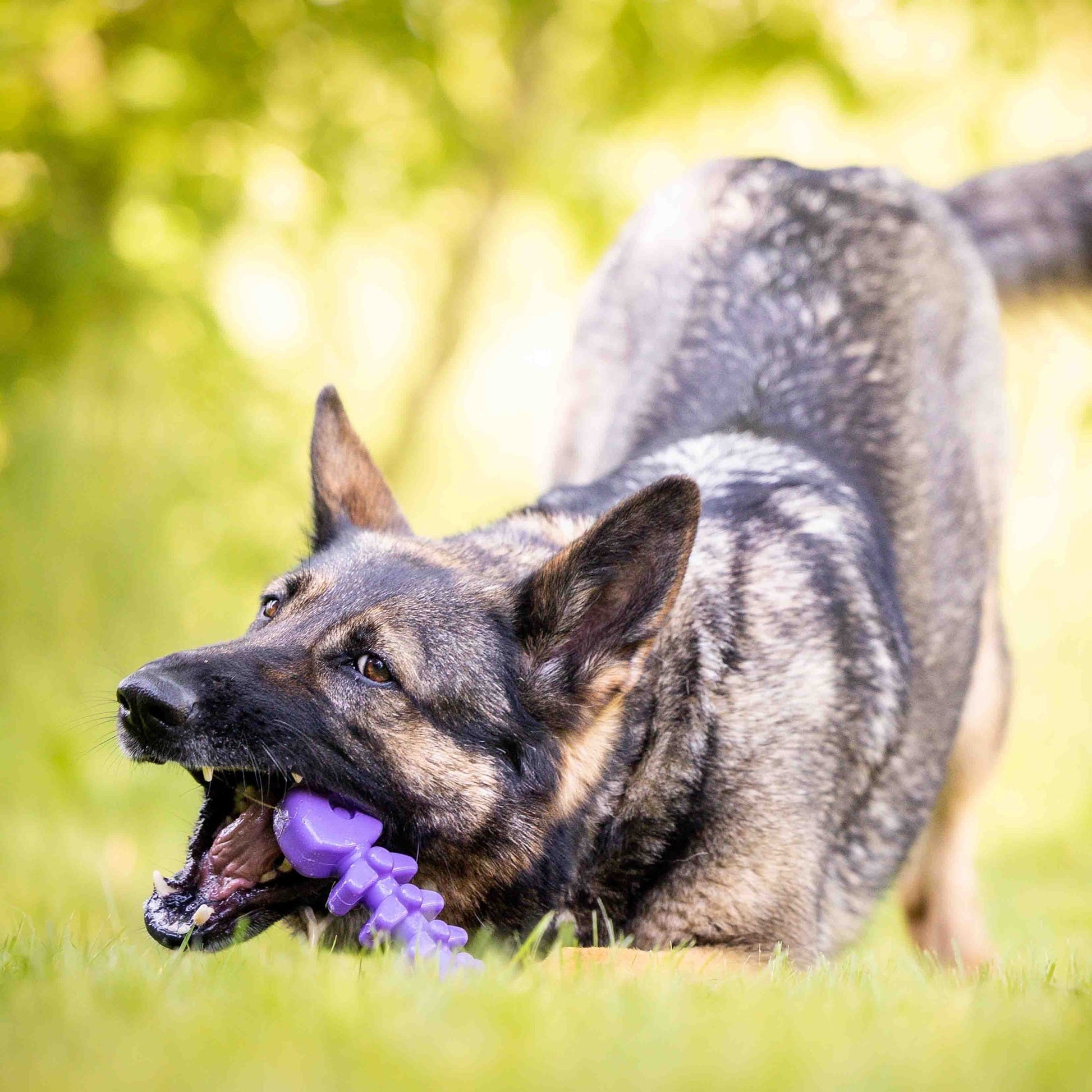 Fish Bone Nylon Dog Toy for Aggressive Chewers | USA Made | SodaPup Nylon Dog Toys SodaPup/True Dogs, LLC