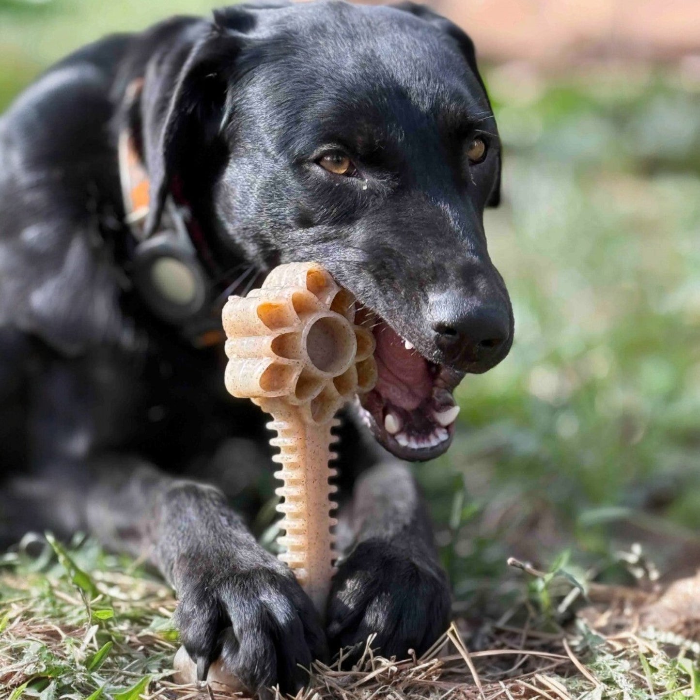 Honey Bone Dental Flower Tower - Indestructible Nylon Dog Chew Toy XL | USA Nylon Dog Toys SodaPup/True Dogs, LLC