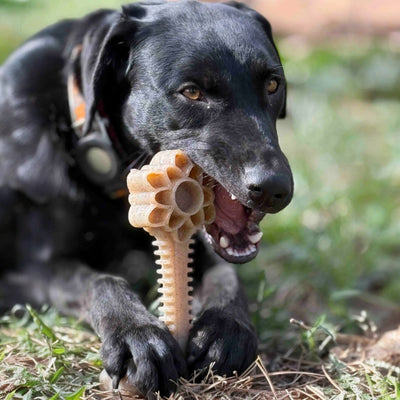 Honey Bone Dental Flower Tower - Indestructible Nylon Dog Chew Toy XL | USA Nylon Dog Toys SodaPup/True Dogs, LLC