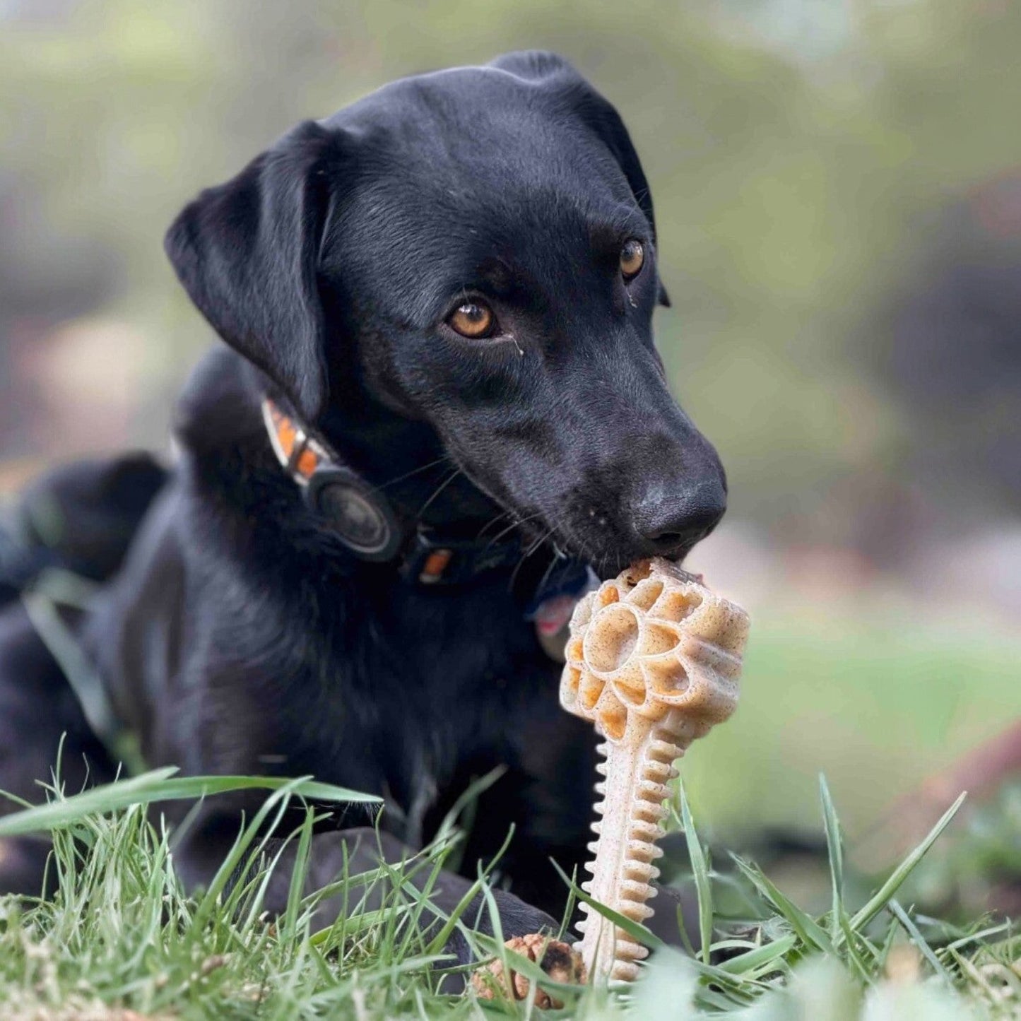Honey Bone Dental Flower Tower - Indestructible Nylon Dog Chew Toy XL | USA Nylon Dog Toys SodaPup/True Dogs, LLC