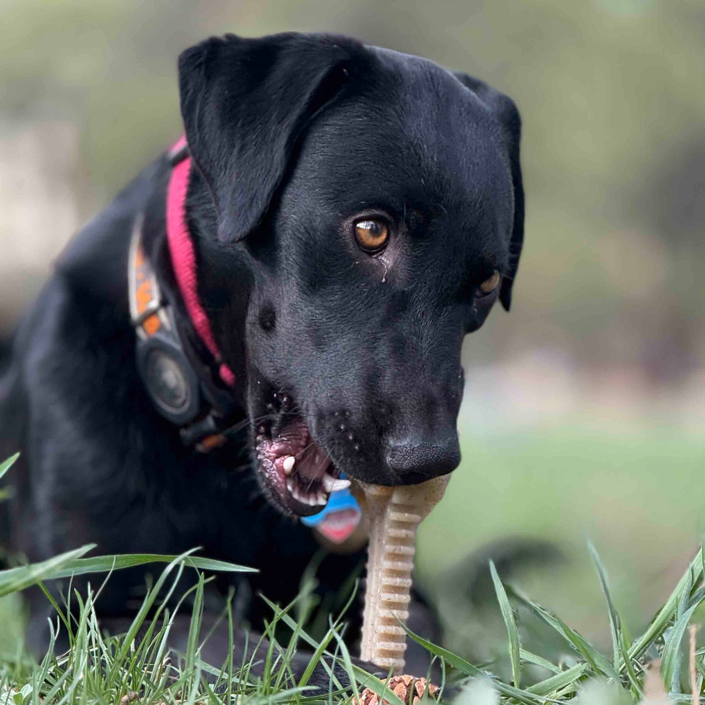 Honey Bone Dental Flower Tower - Indestructible Nylon Dog Chew Toy XL | USA Nylon Dog Toys SodaPup/True Dogs, LLC