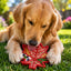 Canadian Maple Leaf Nylon Dog Chew Toy - Indestructible & USA Made Nylon Dog Toys SodaPup/True Dogs, LLC