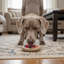 Potato Chip Nylon Chew & Enrichment Toy | 2-in-1 for Aggressive Chewers | SodaPup Nylon Dog Toys SodaPup/True Dogs, LLC