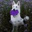 Mandala eTray Shallow Slow Feeder Dog Bowl for Enrichment | USA Made ETRAY SodaPup/True Dogs, LLC