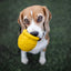 Honey Pot Dog eCup Treat Dispenser | Durable PUP-X Rubber Enrichment Toy | USA Made Rubber Dog Toys SodaPup/True Dogs, LLC