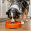 Great Outdoors eBowl - Slow Feeder Dog Bowl & Enrichment | USA Made EBOWL SodaPup/True Dogs, LLC