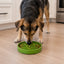 Garden Design eTray - Shallow Slow Feeder Dog Bowl for Enrichment | USA ETRAY SodaPup/True Dogs, LLC
