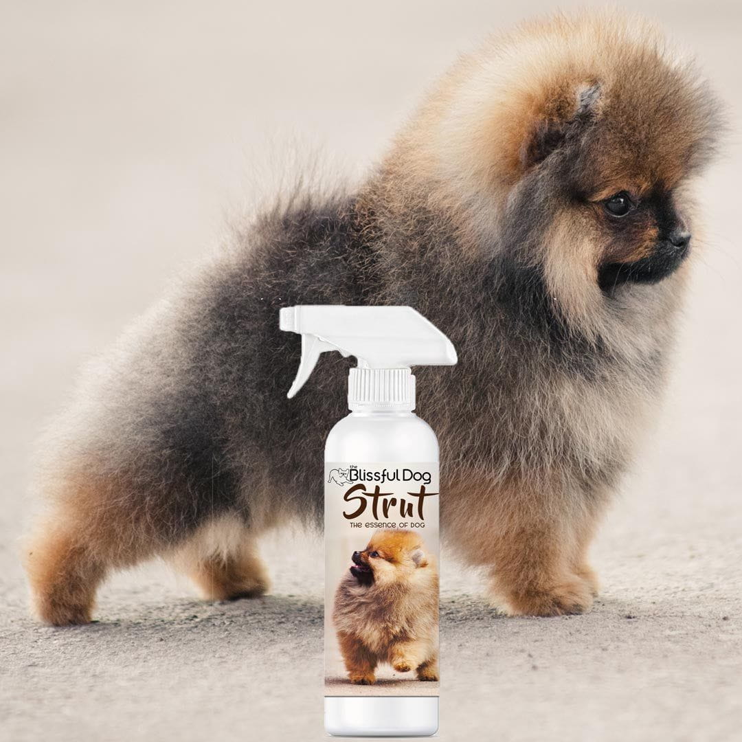 Strut Dog Cologne for the Ruler of the Kingdom 16 oz Cologne The Blissful Dog