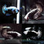 Betta Black Samurai (Male) BETTA Danaqua Live Fish & More