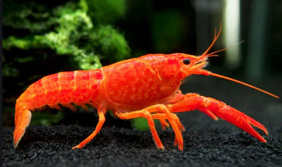 Orange Lobster Crayfish CRAYFISH Danaqua Live Fish & More