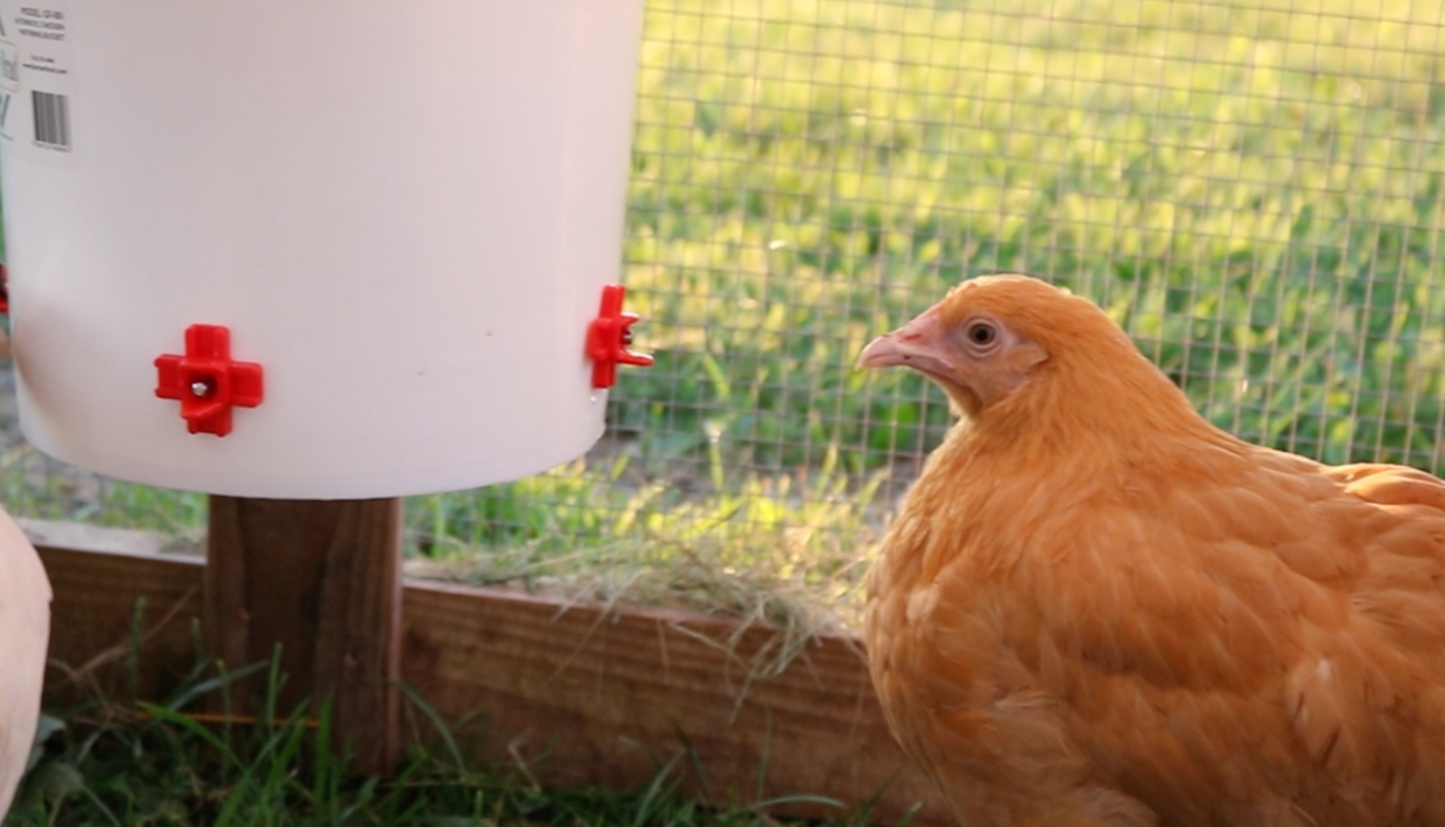 Automatic Chicken Waterer (2 Gallon) Chicken Waterer Farmer Brad