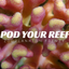 Zooplankton Frenzy Animals & Pet Supplies Pod Your Reef