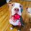 USA-K9 Cherry Bomb Rubber Dog Chew Toy | K9 Handler Reward Toy | Blue | USA Made