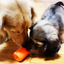 Can Toy Rubber Dog Chew Toy for Average Chewers | Treat Dispenser | USA Made Rubber Dog Toys SodaPup/True Dogs, LLC