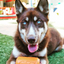 Can Toy Rubber Dog Chew Toy for Average Chewers | Treat Dispenser | USA Made Rubber Dog Toys SodaPup/True Dogs, LLC